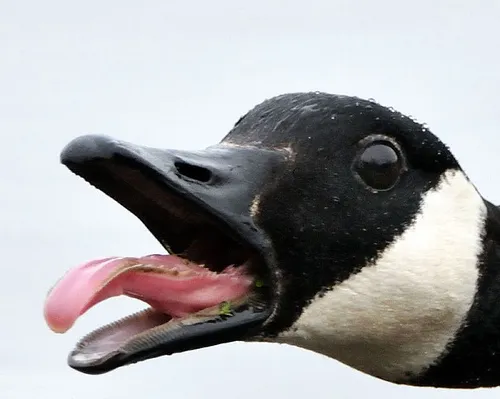 Honking Goose