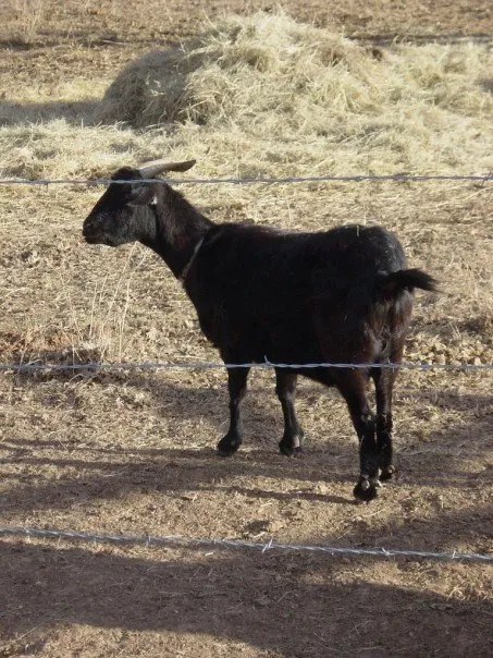 X-Ray the Goat